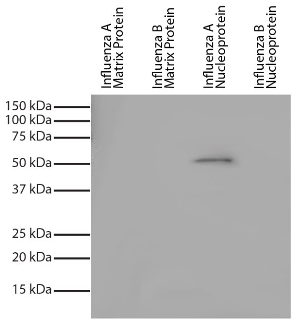 Recombinant influenza proteins were resolved by electrophoresis, transferred to PVDF membrane, and probed with Mouse Anti-Influenza A, Nucleoprotein-UNLB (SB Cat. No. 10770-01).  Proteins were visualized using Goat Anti-Mouse IgG, Human ads-HRP (SB Cat. N