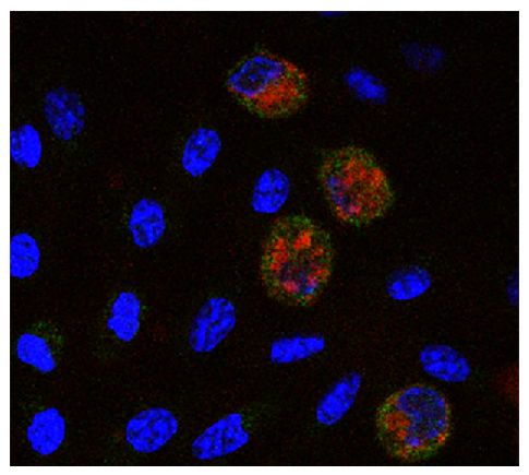 Adherent cells of chicken PBMC were stained with Mouse Anti-Chicken Monocyte/Macrophage-PE (SB Cat. No. 8420-09) and anti-Ch-7TM followed by a secondary antibody and DAPI.<br/>Image from Chen YS, Wu HC, Shien JH, Chiu HH, Lee LH. Cloning and characterizat