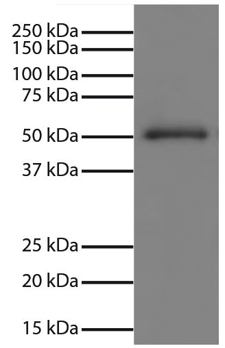 Human IgG-UNLB (SB Cat. No. 0150-01) was resolved by electrophoresis, transferred to PVDF membrane, and visualized using Mouse Anti-Human IgG Fc-UNLB (SB Cat. No. 9040-01) followed by Goat Anti-Mouse IgG, Human ads-HRP (SB Cat. No. 1030-05) secondary anti