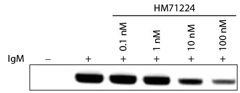 Ramos cell lysates treated with HM71224 and stimulated with Goat F(ab')<sub>2</sub> Anti-Human IgM-UNLB (SB Cat. No. 2022-01) were resolved by electrophoresis, transferred to PVDF membrane, and probed with anti-phospho-PLCγ2Y1217 followed by an HRP conjug