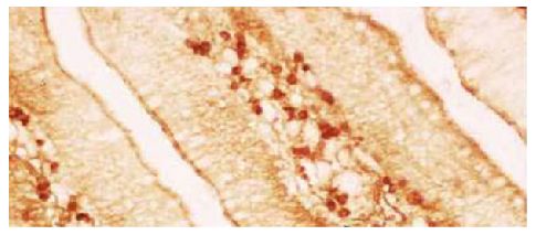 Paraffin embedded chicken jejunum section was stained with Mouse Anti-Chicken IgA-UNLB (SB Cat. No. 8330-01) followed by a biotin conjugated secondary antibody, HRP conjugated streptavidin, and DAB.<br/>Image from Zhang D, Shi W, Zhao Y, Zhong X. Adjuvant