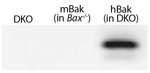 Lysates from mouse embryonic fibroblasts expressing no Bak (Bax-/-Bak-/- (DKO)), mouse Bak (Bax-/-), or WT human Bak (in DKO) were resolved by electrophoresis, transferred to nitrocellulose membrane, and probed with anti-Bak followed by Goat Anti-Rat Ig, 