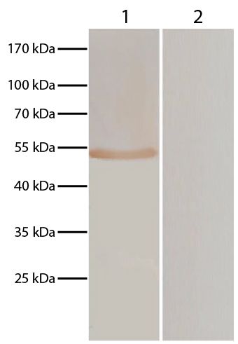 Lane 1 - pVAX-EF-1α transfected BHK cells<br/>Lane 2 - pVAXI transfected BHK cells<br/>pVAX-EF-1α and pVAXI transfected BHK cells were resolved by electrophoresis, transferred to membrane, and probed with anti-T. gondii followed by Goat Anti-Chicken IgY(H