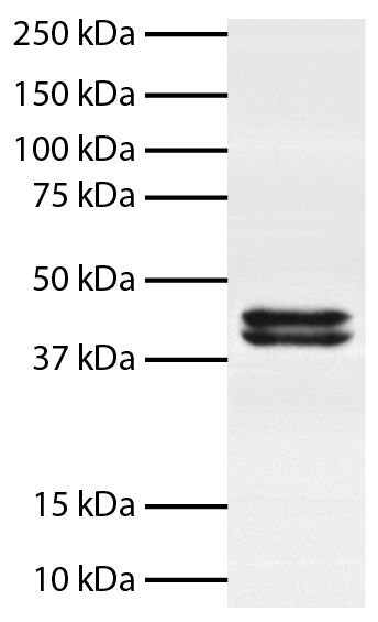 Total cell lysates from Jurkat cells were resolved by electrophoresis, transferred to PVDF membrane, and probed with Mouse Anti-Human Erk1/2-BIOT (SB Cat. No. 12080-08).  Proteins were visualized using Mouse Anti-BIOT-HRP (SB Cat. No. 6404-05) secondary a