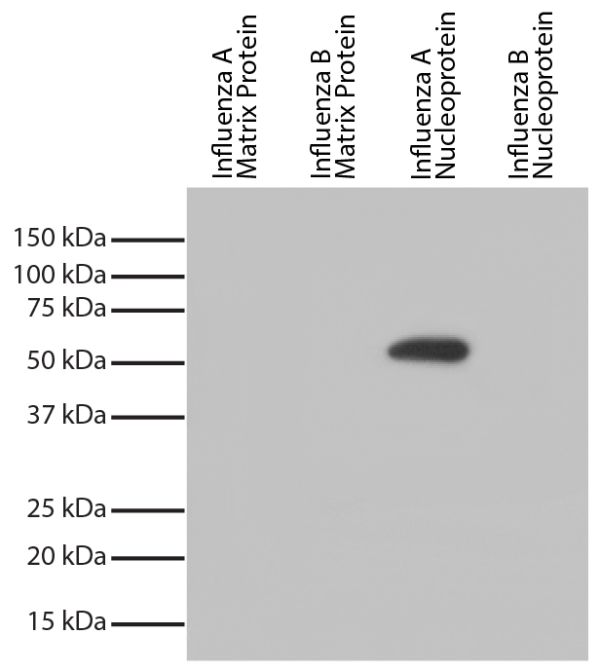 Recombinant influenza proteins were resolved by electrophoresis, transferred to PVDF membrane, and probed with Mouse Anti-Influenza A, Nucleoprotein-UNLB (SB Cat. No. 10780-01).  Proteins were visualized using Goat Anti-Mouse IgG, Human ads-HRP (SB Cat. N