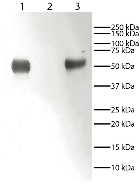 Lane 1 - Rabbit IgG<br/>Lane 2 - Rabbit IgG Light Chains<br/>Lane 3 - Rabbit IgG Heavy Chains<br/>Rabbit immunoglobulins above were resolved by electrophoresis under reducing conditions, transferred to PVDF membrane, and probed with Mouse Anti-Rabbit IgG-