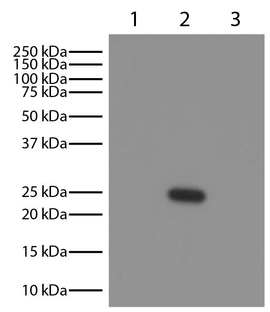 Lane 1 - Mouse IgG<sub>1</sub>κ<br/>Lane 2 - Mouse IgG<sub>2a</sub>λ<br/>Lane 3 - Mouse IgG<sub>2b</sub>κ<br/>Mouse immunoglobulins above were resolved by electrophoresis under reducing conditions, transferred to PVDF membrane, and probed with Goat Anti-M