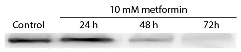 Cleared protein lysates from 10E1-CEM cells treated with metformin for indicated times were resolved by electrophoresis, transferred to nitrocellulose membrane, and probed with anti-cdc2 p34 followed by Goat F(ab')<sub>2</sub> Anti-Mouse IgG(H+L), Human a