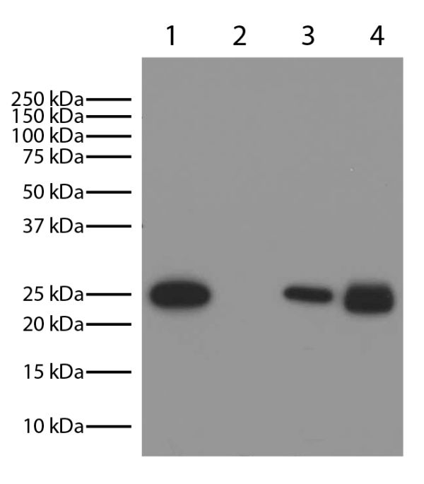 Lane 1 - Mouse IgG<sub>1</sub>κ<br/>Lane 2 - Mouse IgG<sub>2a</sub>λ<br/>Lane 3 - Mouse IgG<sub>2b</sub>κ<br/>Lane 4 - Mouse IgG<br/>Mouse immunoglobulins above were resolved by electrophoresis under reducing conditions, transferred to PVDF membrane, and 