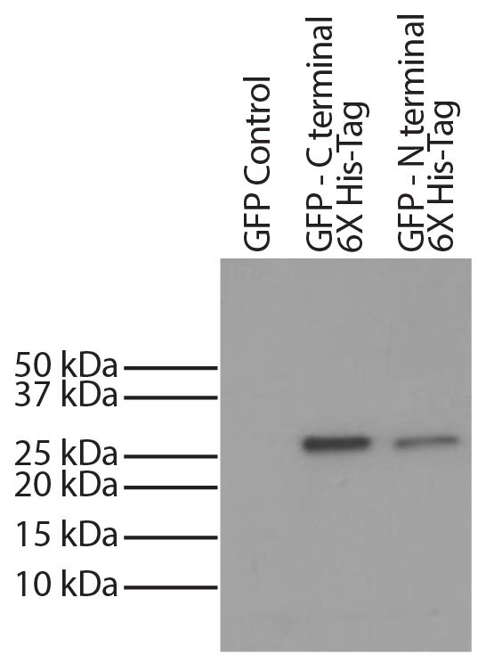 6X His-tag was immunoprecipitated from CHO-K1 cell lysates transfected with GFP - 6X His-tag  with Mouse Anti-His-Tag-UNLB (SB Cat. No. 4603-01S).  Lysates were resolved by electrophoresis, transferred to PVDF membrane, probed with Mouse Anti-His-Tag-HRP 