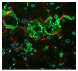 Unlabeled Goat Anti-Type I Collagen | SouthernBiotech