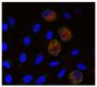 Adherent cells of chicken PBMC were stained with Mouse Anti-Chicken Monocyte/Macrophage-PE (SB Cat. No. 8420-09) and anti-Ch-7TM followed by a secondary antibody and DAPI.<br/>Image from Chen YS, Wu HC, Shien JH, Chiu HH, Lee LH. Cloning and characterizat