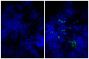 Frozen mouse lymph node section was stained with Goat IgG-FITC isotype control (SB Cat. No. 0109-02; left) and Goat Anti-Mouse IgM, Human ads-FITC (SB Cat. No. 1020-02; right) followed by DAPI.
