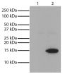 Lane 1 - Untreated Jurkat whole cell lysate<br/>Lane 2 - TSA-treated Jurkat whole cell lysate (400 nM, 12 hr)<br/>Cell lysates were resolved by electrophoresis, transferred to PVDF membrane, probed with Mouse Anti-Acetyl-Histone H3 (Lys4)-UNLB (SB Cat. No