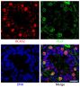 Paraffin embedded sections of mouse P8 testes were stained with anti-BCAS2 and anti-PLZF.  The DNA was stained with Hoechst 33342 and mounted with Fluoromount-G<sup>®</sup> (SB Cat. No. 0100-01).<br/>Images from Liu W, Wang F, Xu Q, Shi J, Zhang X, Li