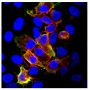 HeLa cells transfected with FLAG tagged porcine CD4.A vector were stained with Mouse Anti-Porcine CD4-PE (SB Cat. No. 4515-09) and anti-FLAG followed by a secondary antibody and Hoechst 33342.<br/>Image from Matsubara T, Nishii N, Takashima S, Takasu M, I