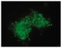 Wdpks1Δ-1 yeast cells treated with enzymes, denaturant, and hot acid were stained with anti-melanin followed by Goat Anti-Mouse IgM, Human ads-FITC (SB Cat. No. 1020-02).<br/>Image from Paolo WF Jr, Dadachova E, Mandal P, Casadevall A, Szaniszlo PJ, Nosan
