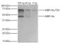 TEV protease / maltose binding protein (MBP) fusion protein with an internal 6X His-tag was resolved by electrophoresis, transferred to PVDF membrane, and probed with Mouse Anti-His-Tag-UNLB (SB Cat. No. 4603-01S) followed by Goat Anti-Mouse IgG(H+L), Hum