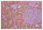 Paraffin embedded rat kidney section post 30% blood volume loss and treatment with ketoprofen was stained with anti-IL-1 followed by Rabbit Anti-Goat IgG(H+L)-BIOT (SB Cat. No. 6160-08), HRP conjugated streptavidin, DAB, and hematoxylin.<br>Image from Gue