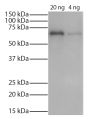 Tau-410 (2N3R) with an N-terminal 8X His-tag was resolved by electrophoresis, transferred to PVDF membrane, and probed with Mouse Anti-His-Tag-UNLB (SB Cat. No. 4603-01S) followed by Goat Anti-Mouse IgG(H+L), Human ads-HRP (SB Cat. No. 1031-05) secondary 