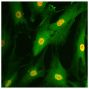 Human fibroblast-like synoviocytes were stained with anti-RelA followed by Goat Anti-Rabbit IgG(H+L), Mouse/Human ads-FITC (SB Cat. No. 4050-02) and DAPI.<br/>Image from Crowley T, O'Neil JD, Adams H, Thomas AM, Filer A, Buckley CD, et al. Priming in resp