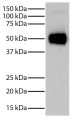Rabbit IgG-UNLB (SB Cat. No. 0111-01) was resolved by electrophoresis under reducing conditions, transferred to PVDF membrane, and probed with Goat Anti-Rabbit IgG-BIOT (SB Cat. No. 4030-08) followed by Streptavidin-HRP (SB Cat. No. 7105-05) and chemilumi