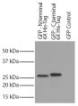 CHO-K1 cell lysates transfected with GFP - 6X His-tag were resolved by electrophoresis, transferred to PVDF membrane, and probed with Mouse Anti-His-Tag-UNLB (SB Cat. No. 4603-01L) followed by Goat Anti-Mouse IgG(H+L), Human ads-HRP (SB Cat. No. 1031-05) 