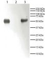 Lane 1 - Rabbit IgG<br/>Lane 2 - Rabbit IgG Light Chains<br/>Lane 3 - Rabbit IgG Heavy Chains<br/>Rabbit immunoglobulins above were resolved by electrophoresis under reducing conditions, transferred to PVDF membrane, and probed with Mouse Anti-Rabbit IgG-