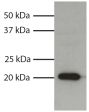 Total cell lysates from HL60 cells were resolved by electrophoresis, transferred to PVDF membrane, and probed with Mouse Anti-Human Bax-UNLB (SB Cat. No. 10055-01).  Proteins were visualized using Goat Anti-Mouse IgG<sub>1</sub>, Human ads-HRP (SB Cat. No