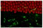 Normal chick cochlea was stained with phalloidin conjugated to AF546 and Mouse Anti-Chicken Monocyte/Macrophage-UNLB (SB Cat. No. 8420-01) followed by an AF488 secondary antibody.<br/>Image from Warchol ME, Schwendener RA, Hirose K. Depletion of resident 