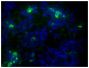 Paraffin embedded BALB/c mouse colon tissue section was stained with Goat Anti-Mouse IgA-AF488 (SB Cat. No. 1040-30) followed by DAPI.