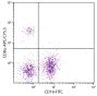 BALB/c mouse splenocytes were stained with Rat Anti-Mouse CD8α-APC/CY5.5 (SB Cat. No. 1550-18) and Rat Anti-Mouse CD19-FITC (SB Cat. No. 1575-02).