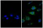 NIH/Swiss mouse fibroblast cell line 3T3 was stained with Rat Anti-β-Actin-UNLB (right) followed by Donkey Anti-Rat IgG(H+L), Mouse SP ads-BIOT (SB Cat. No. 6430-08), Streptavidin-FITC (SB Cat. No. 7100-02), and DAPI.