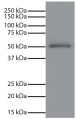 Human IgG-UNLB (SB Cat. No. 0150-01) was resolved by electrophoresis, transferred to PVDF membrane, and visualized using Mouse Anti-Human IgG Fc-UNLB (SB Cat. No. 9040-01) followed by Goat Anti-Mouse IgG, Human ads-HRP (SB Cat. No. 1030-05) secondary anti