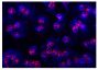 Activated human neutrophils from AAV patients were stained with anti-elastase followed by Goat Anti-Rabbit IgG(H+L), Mouse/Human ads-TRITC (SB Cat. No. 4050-03) and DAPI.<br/>Image from Yuan J, Gou S, Huang J, Hao J, Chen M, Zhao M. C5a and its receptors 