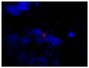 Frozen mouse lymph node section was stained with Goat Anti-Mouse Lambda-TRITC (SB Cat. No. 1060-03) followed by DAPI.