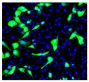 MDCK cells infected with the influenza A (H1N1) virus were stained with Mouse Anti-Influenza A, Nucleoprotein-UNLB (SB Cat. No. 10780-01) followed by a secondary antibody and DAPI.<br/>Image from Shoji M, Woo S, Masuda A, Win NN, Ngwe H, Takahashi E, et a