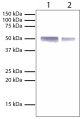Lane 1 - 1 mg Rabbit IgG<br/>Lane 2 - 0.5 mg Rabbit IgG<br/>Rabbit IgG (SB Cat. No. 0111-01) was resolved by electrophoresis under reducing conditions, transferred to PVDF membrane, and probed with Mouse Anti-Rabbit IgG-AP (SB Cat. No. 4090-04).  Proteins