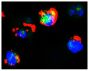 GFP+ hFCMR-transfected cells were stained with Goat F(ab')<sub>2</sub> Anti-Human IgM-PE (SB Cat. No. 2022-09) followed by DAPI.<br/>Image from Lloyd KA, Wang J, Urban BC, Czajkowsky DM, Pleass RJ. Glycan-independent binding and internalization of human I