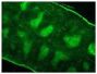 Frozen mouse splenic section was stained Rat Anti-Mouse CD3ε-FITC (SB Cat. No. 1535-02S).<br/>Image from Ji F, Liu Z, Cao J, Li N, Liu Z, Zuo J, et al. B cell response is required for granuloma formation in the early infection of <i>Schistosoma japonicum<