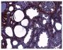 Frozen rat kidney section following SNX was stained with Goat Anti-Type IV Collagen-UNLB (SB Cat. No. 1340-01) followed by a secondary antibody and DAB.<br/>Image from Yuen DA, Connelly KA, Advani A, Liao C, Kuliszewski MA, Trogadis J, et al. Culture-modi