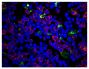 Frozen piglet thymus section was stained with Mouse Anti-Porcine CD3ε-SPRD (SB Cat. No. 4510-13) and anti-LC3 followed by a secondary antibody and DAPI.<br/>Image from Wang G, Yu Y, Tu Y, Tong J, Liu Y, Zhang C, et al. Highly pathogenic porcine reproducti