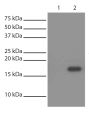 His-tagged recombinant protein was immunoprecipitated from E. coli cell lysate with Mouse Anti-His-Tag-SEPH (SB Cat. No. 4603-25; Lane 2) and BSA linked to agarose beads (Lane 1).  Lysate was resolved by electrophoresis, transferred to PVDF membrane, and 