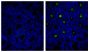 Frozen mouse intestine section was stained with Rat IgG<sub>1</sub>-UNLB isotype control (SB Cat. No. 0116-01; left) and Rat Anti-Mouse IgA-UNLB (SB Cat. No. 1165-01; right) followed by Mouse Anti-Rat IgG<sub>1</sub>-FITC (SB Cat. No. 3060-02) and DAPI.