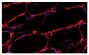 Frozen rat gastrocnemic muscle section was stained with Goat Anti-Rat IgG-BIOT (SB Cat. No. 3030-08) followed by a CY3 secondary reagent and DAPI.<br/>Image from Duehrkop C, Banz Y, Spirig R, Miescher S, Nolte MW, Spycher M, et al. C1 esterase inhibitor r