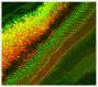 Frozen zebrafish retina section was stained with anti-Zpr3 followed by an AF543 secondary antibody and MBODEC and mounted with Fluoromount-G<sup>®</sup> (SB Cat. No. 0100-01).<br/>Image from Watanabe K, Nishimura Y, Oka T, Nomoto T, Kon T, Shintou T, 