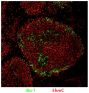 Frozen IBD infected bursa tissue section was stained with Mouse Anti-Chicken Bu-1-UNLB (SB Cat. No. 8395-01) and anti-5hmC followed by secondary antibodies.<br/>Image from Ciccone NA, Mwangi W, Ruzov A, Smith LP, Butter C, Nair V. A B-cell targeting virus