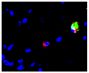 Frozen IBV infected chicken tracheal explant tissue section were stained with Mouse Anti-Chicken Monocyte/Macrophage-UNLB (SB Cat. No. 8420-01) and FITC conjugated anti-IBV followed by a secondary antibody and Hoechst 33342.<br/>Image from Reddy VR, Trus 