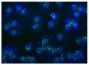 Activated human neutrophils of AAV patients were stained with anti-CD88 followed by Goat Anti-Mouse IgG(H+L), Human ads-FITC (SB Cat. No. 1031-02) and DAPI.<br/>Image from Yuan J, Gou S, Huang J, Hao J, Chen M, Zhao M. C5a and its receptors in human anti-