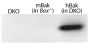 Lysates from mouse embryonic fibroblasts expressing no Bak (Bax-/-Bak-/- (DKO)), mouse Bak (Bax-/-), or WT human Bak (in DKO) were resolved by electrophoresis, transferred to nitrocellulose membrane, and probed with anti-Bak followed by Goat Anti-Rabbit I